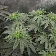 2026 Winter/Spring Grow