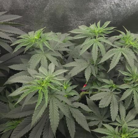 2026 Winter/Spring Grow