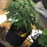 First grow 