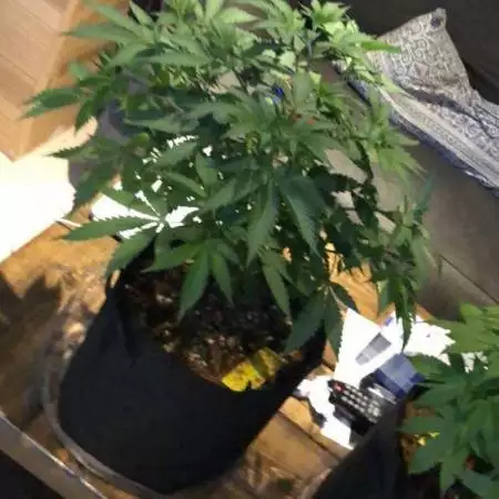 First grow 