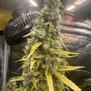 GELATO AUTO
