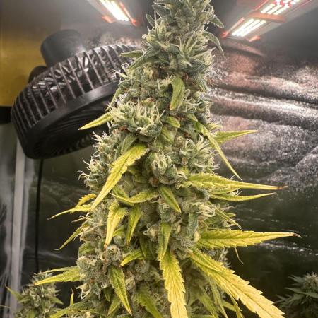 GELATO AUTO