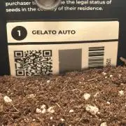 GELATO AUTO