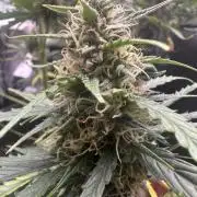 GORILLA ZKITTLEZ AUTO FAST BUDS