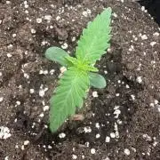 MENDO FROST AUTO