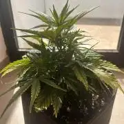 GUAVA AUTO (Blue) Maria Joana