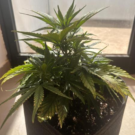 GUAVA AUTO (Blue) Maria Joana