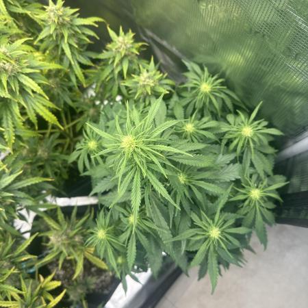 GORILLA Z Inside the tent