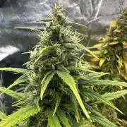 GORILLA Z (Direita) Yolanda