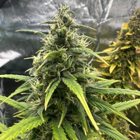 GORILLA Z (Direita) Yolanda