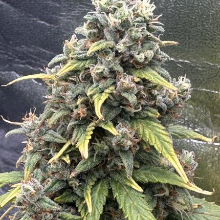 GORILLA Z (Direita) Yolanda