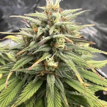 GORILLA COOKIES AUTO