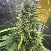 GORILLA Z (Esquerda) Priscila