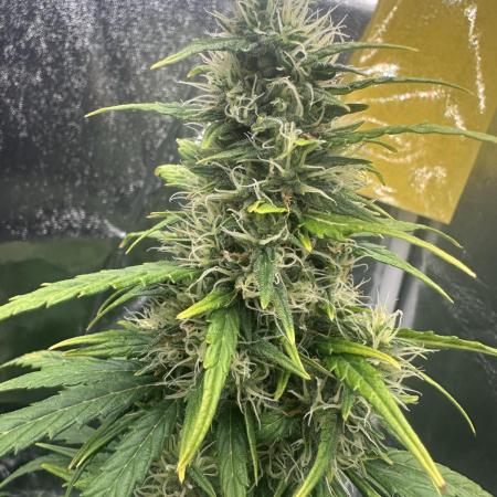 GORILLA Z (Esquerda) Priscila