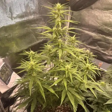 GELATO AUTO