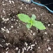 GUAVA RUNTZ AUTO