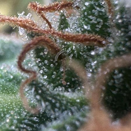 GORILLA Z (Direita) Yolanda