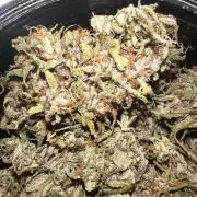 GORILLA COOKIES AUTO