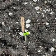 GUAVA AUTO (Outside tent) Becky