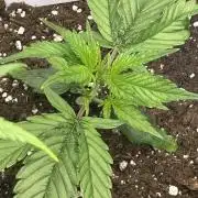 GUAVA AUTO (Blue) Maria Joana