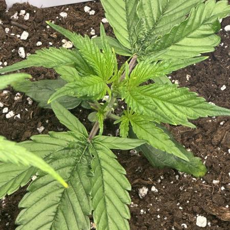 GUAVA AUTO (Blue) Maria Joana