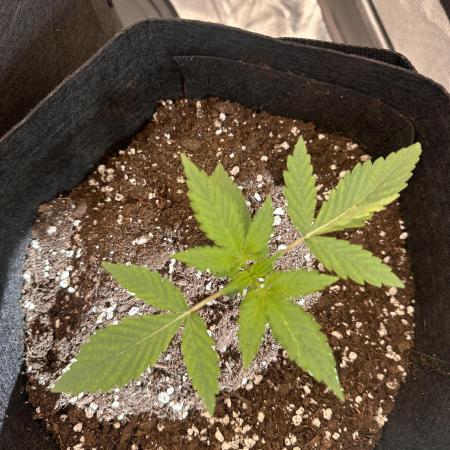LEMON CHERRY SUNDAE AUTO