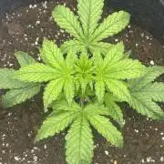 GUAVA AUTO (Outside tent) Becky