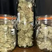 GORILLA ZKITTLEZ AUTO Tiana e Marcela