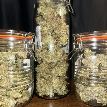 GORILLA ZKITTLEZ AUTO Tiana e Marcela