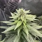 GG#4