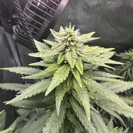 GG#4