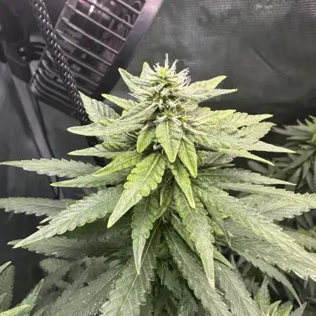 GG#4