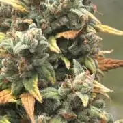 GORILLA Z (Direita) Yolanda