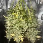 STRAWBERRY GORILLA AUTO