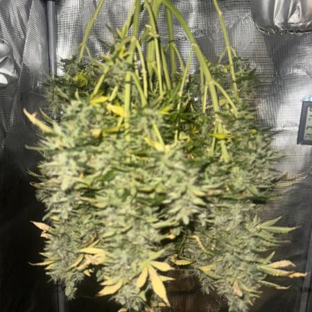 STRAWBERRY GORILLA AUTO