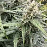 GORILLA Z (Esquerda) Priscila