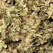 GELATO AUTO