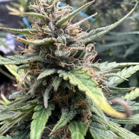 GORILLA ZKITTLEZ AUTO FAST BUDS