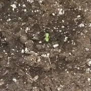 GORILLA Z Inside the tent