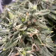 STRAWBERRY GORILLA AUTO