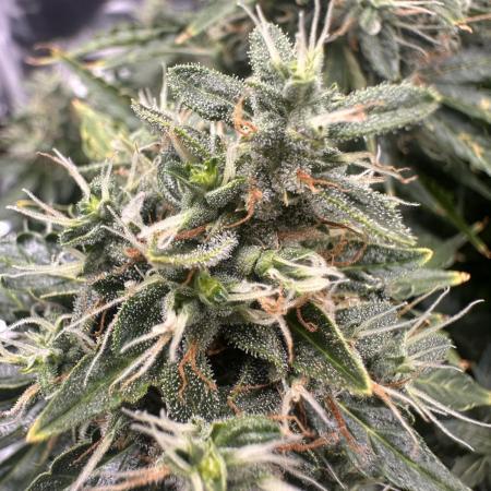 STRAWBERRY GORILLA AUTO