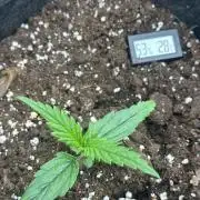 GUAVA AUTO (Blue) Maria Joana