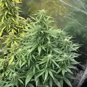 GORILLA Z Inside the tent