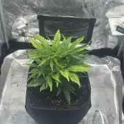 GUAVA AUTO (Blue) Maria Joana