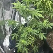 GUAVA AUTO (Outside tent) Becky