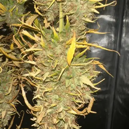 GORILLA Z (Esquerda) Priscila