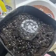 GUAVA AUTO (Blue) Maria Joana