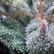 GORILLA Z (Direita) Yolanda