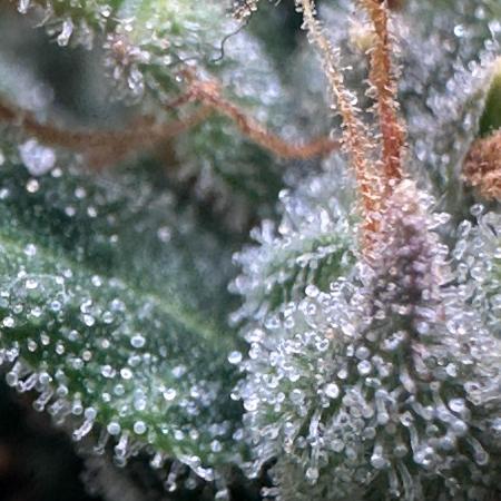 GORILLA Z (Direita) Yolanda