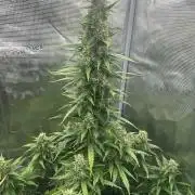 GORILLA ZKITTLEZ AUTO FAST BUDS